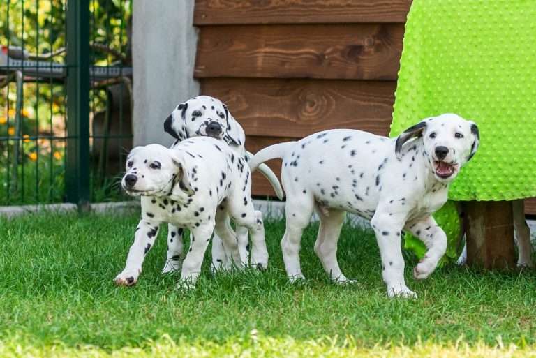 A-Wurf 55. Lebenstag (35)