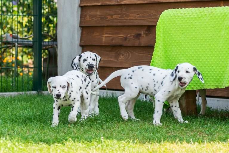 A-Wurf 55. Lebenstag (36)