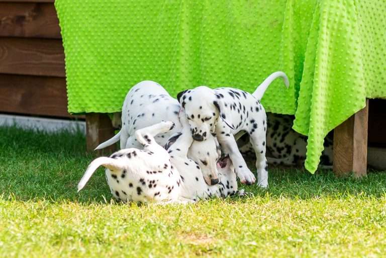 A-Wurf 55. Lebenstag (37)