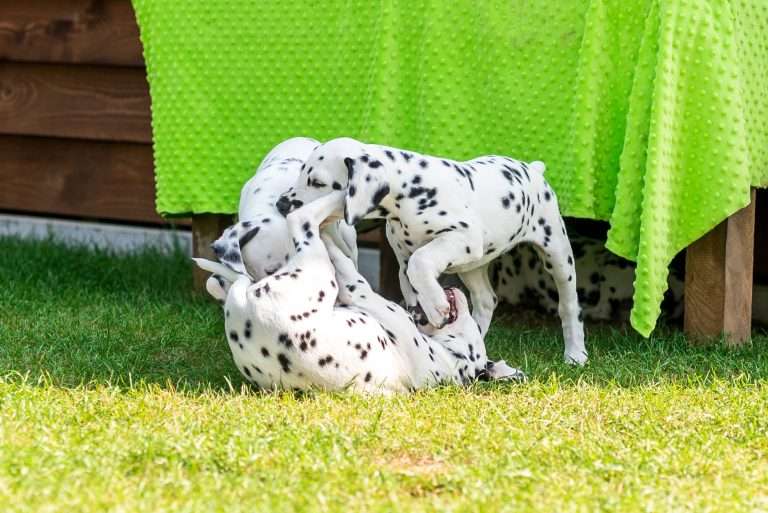 A-Wurf 55. Lebenstag (38)