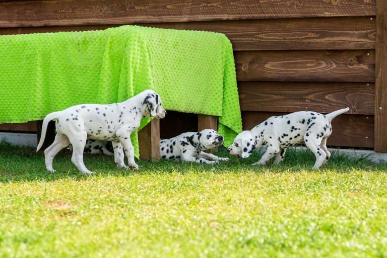 A-Wurf 55. Lebenstag (39)