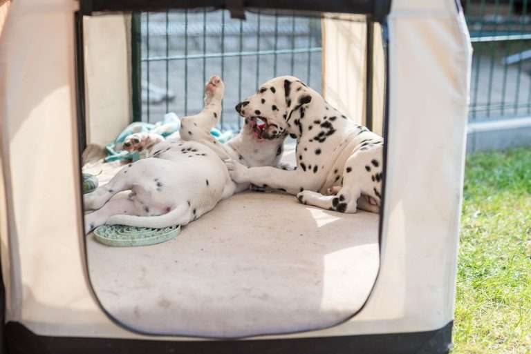 A-Wurf 55. Lebenstag (4)