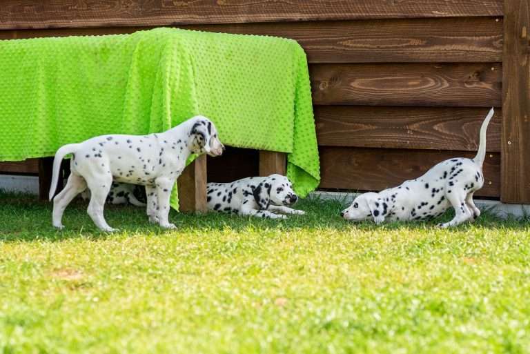 A-Wurf 55. Lebenstag (40)