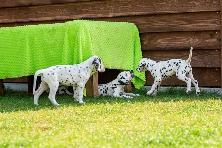 A-Wurf 55. Lebenstag (41)