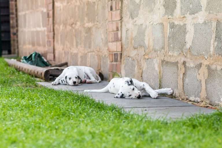 A-Wurf 55. Lebenstag (42)