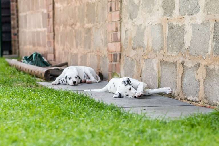 A-Wurf 55. Lebenstag (43)