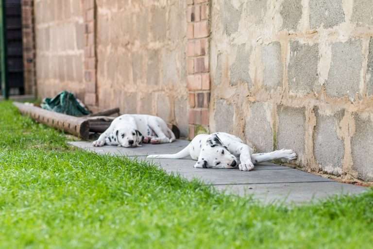 A-Wurf 55. Lebenstag (44)