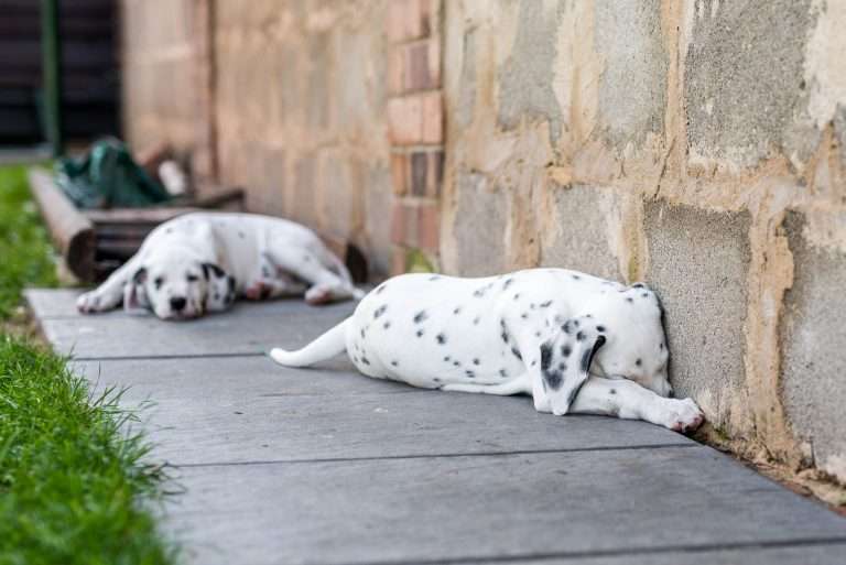 A-Wurf 55. Lebenstag (45)