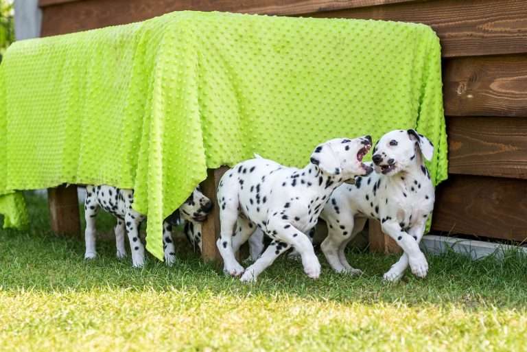 A-Wurf 55. Lebenstag (46)