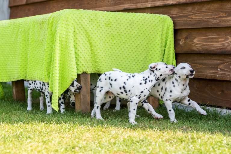 A-Wurf 55. Lebenstag (47)