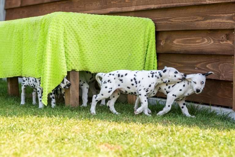 A-Wurf 55. Lebenstag (48)