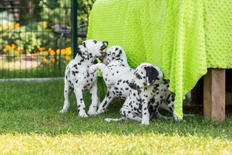 A-Wurf 55. Lebenstag (49)