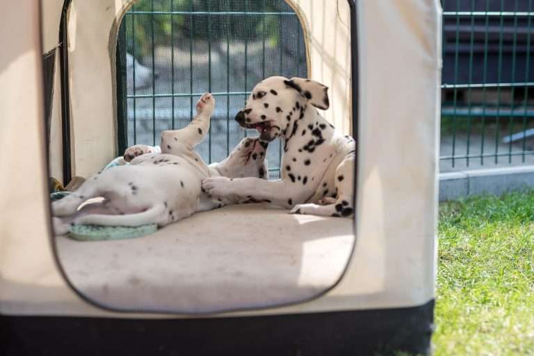 A-Wurf 55. Lebenstag (5)