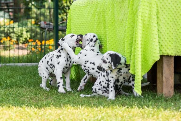 A-Wurf 55. Lebenstag (50)