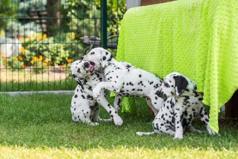 A-Wurf 55. Lebenstag (52)