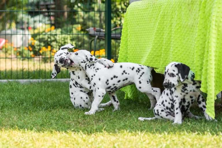 A-Wurf 55. Lebenstag (53)