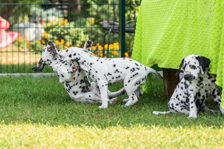 A-Wurf 55. Lebenstag (54)