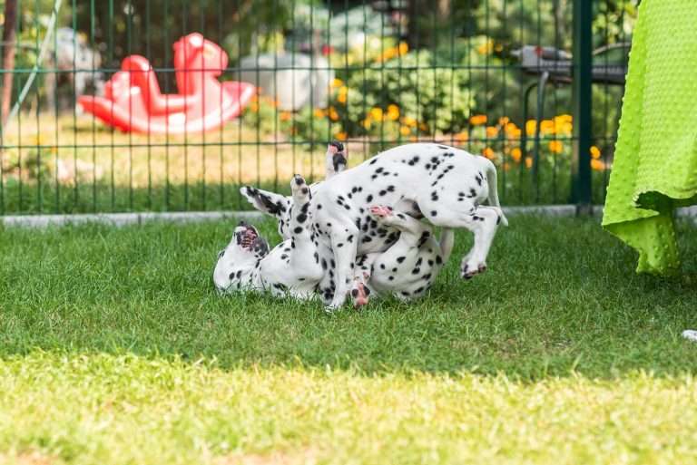 A-Wurf 55. Lebenstag (55)