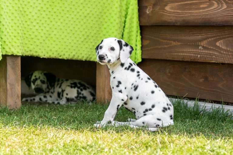 A-Wurf 55. Lebenstag (56)