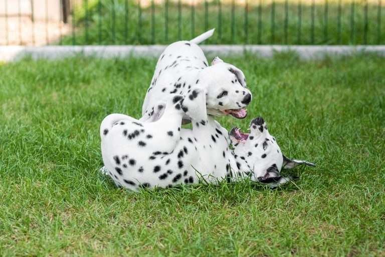 A-Wurf 55. Lebenstag (57)