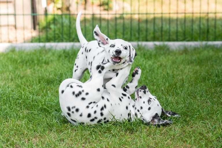 A-Wurf 55. Lebenstag (58)