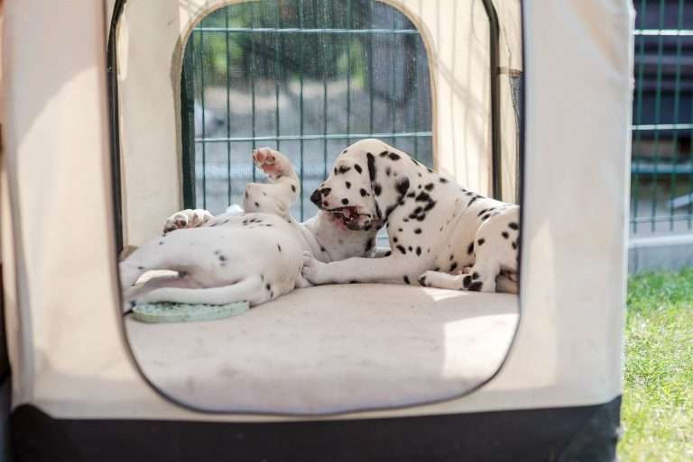 A-Wurf 55. Lebenstag (6)