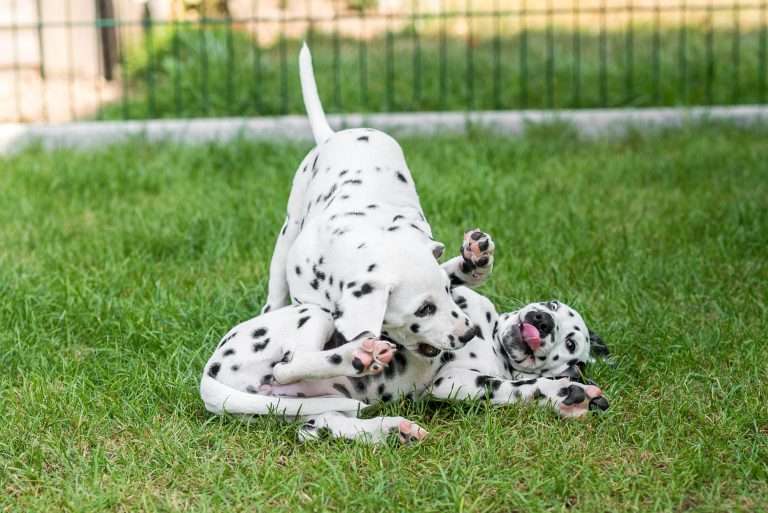 A-Wurf 55. Lebenstag (60)