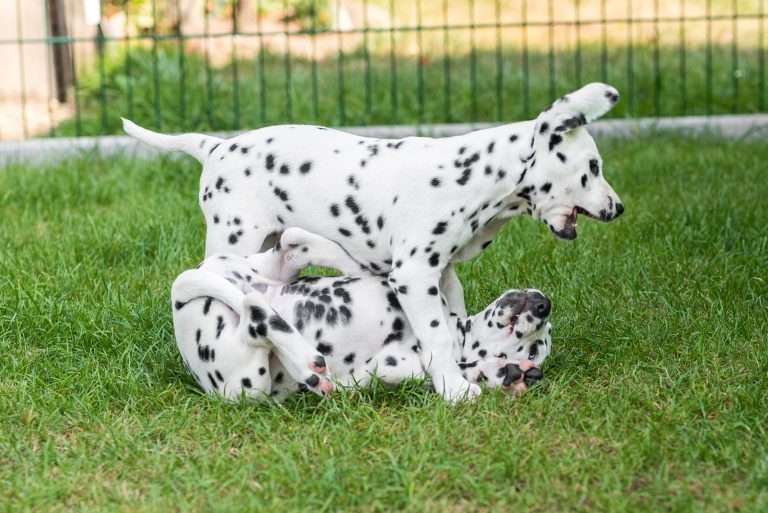 A-Wurf 55. Lebenstag (61)