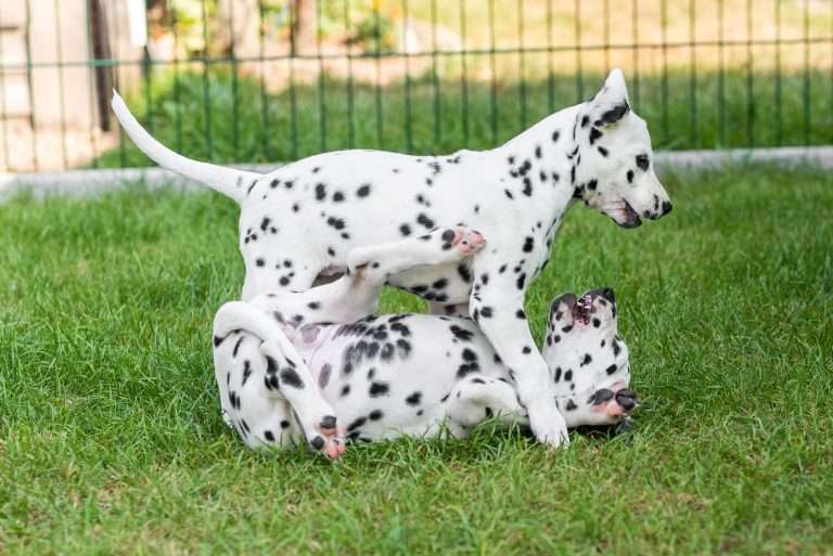 A-Wurf 55. Lebenstag (62)