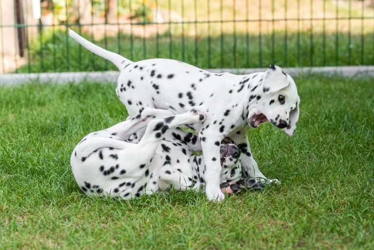 A-Wurf 55. Lebenstag (63)