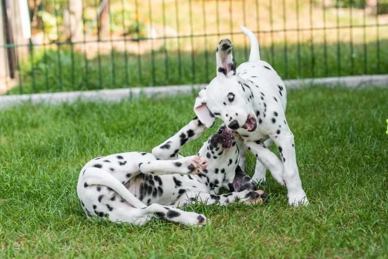 A-Wurf 55. Lebenstag (64)