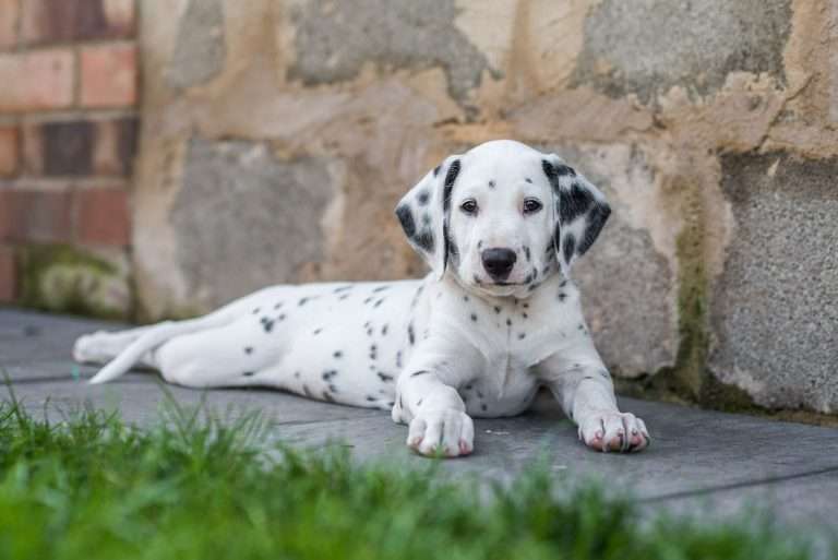 A-Wurf 55. Lebenstag (65)