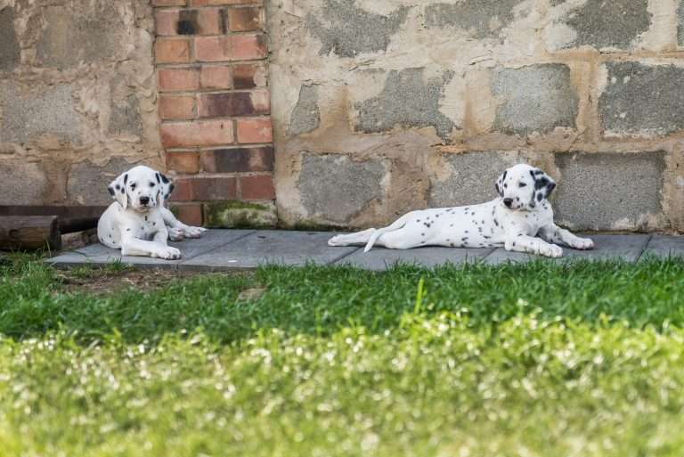 A-Wurf 55. Lebenstag (66)