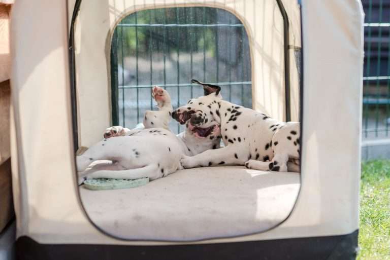 A-Wurf 55. Lebenstag (7)