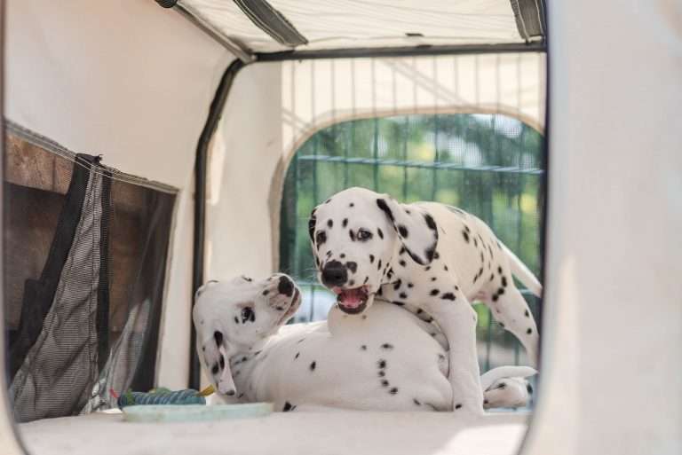 A-Wurf 55. Lebenstag (8)