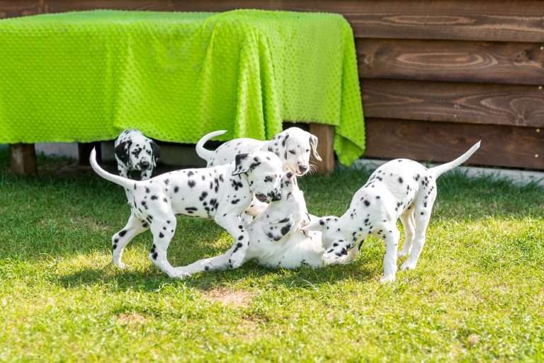 A-Wurf 55. Lebenstag (9)