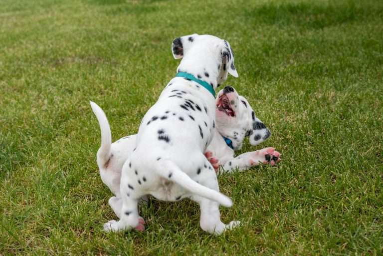 A-Wurf 36. Lebenstag (30)