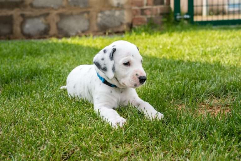 A-Wurf 36. Lebenstag (29)