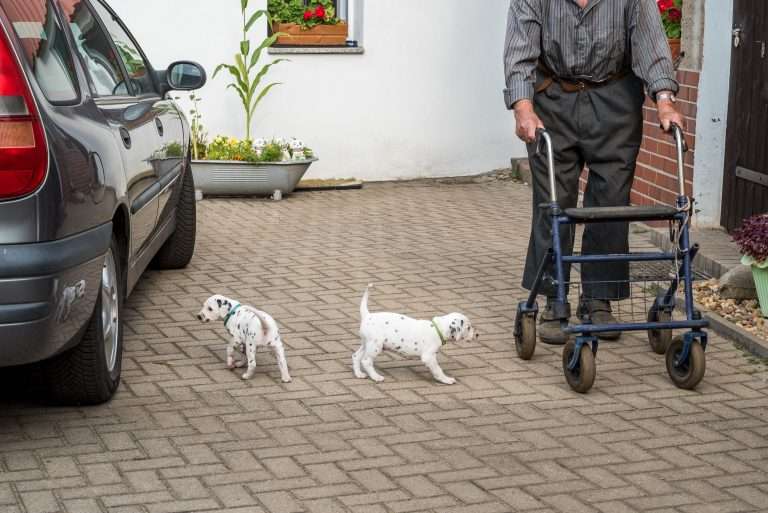 A-Wurf 36. Lebenstag (8)