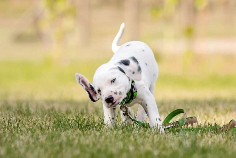 A-Wurf 41. Lebenstag - Herr Grün (3)