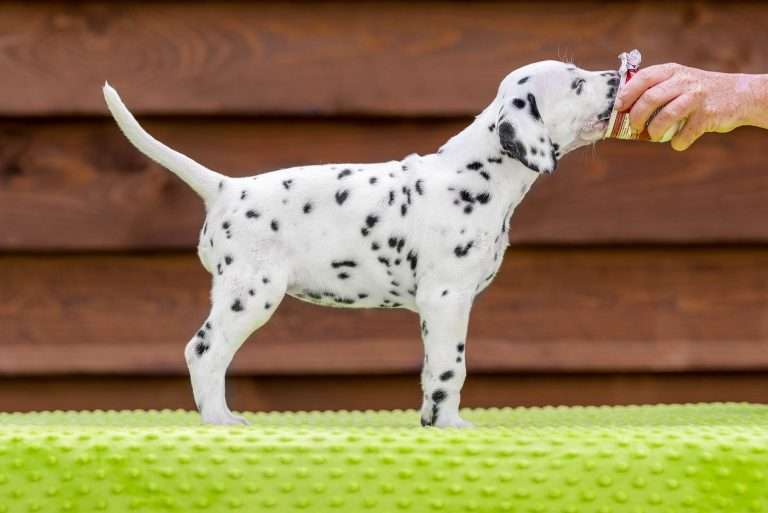 A-Wurf 43. Lebenstag - Frau Orange - Standbild (2)