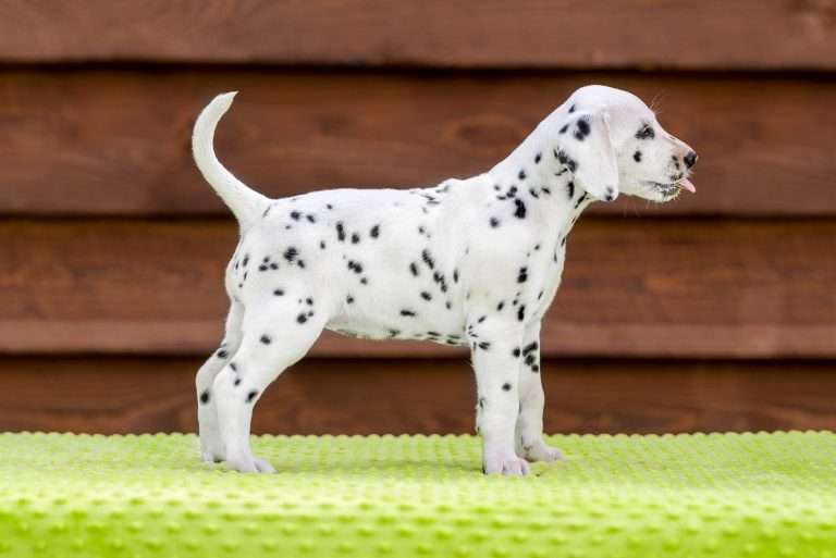 A-Wurf 43. Lebenstag - Frau Rosa - Standbild (2)