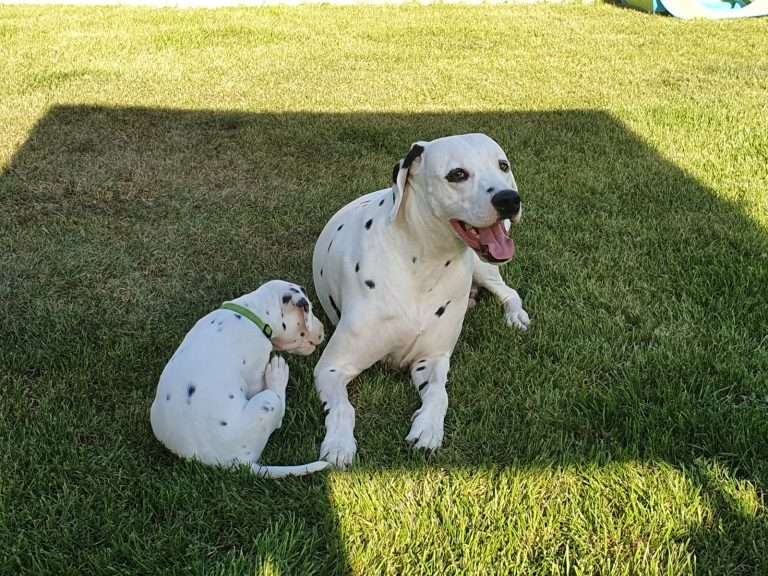 A-Wurf 33. Lebenstag (29)