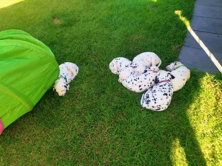 A-Wurf 36. Lebenstag (28)