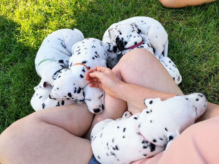 A-Wurf 36. Lebenstag (20)