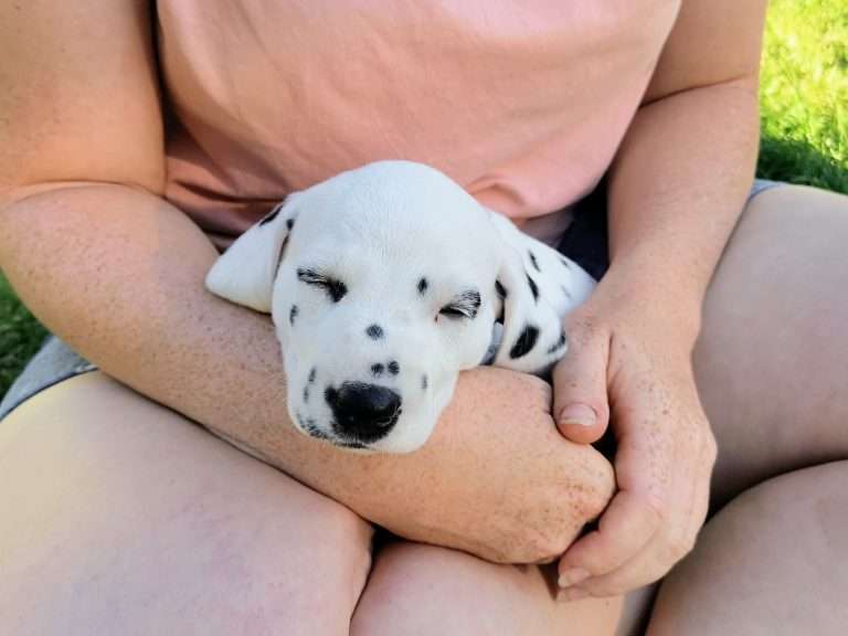 A-Wurf 36. Lebenstag (24)