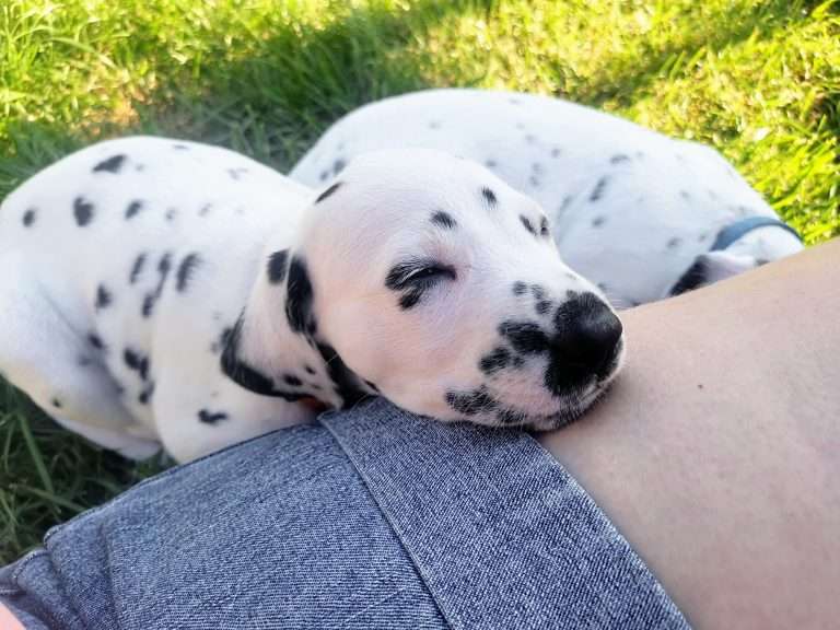 A-Wurf 36. Lebenstag (23)