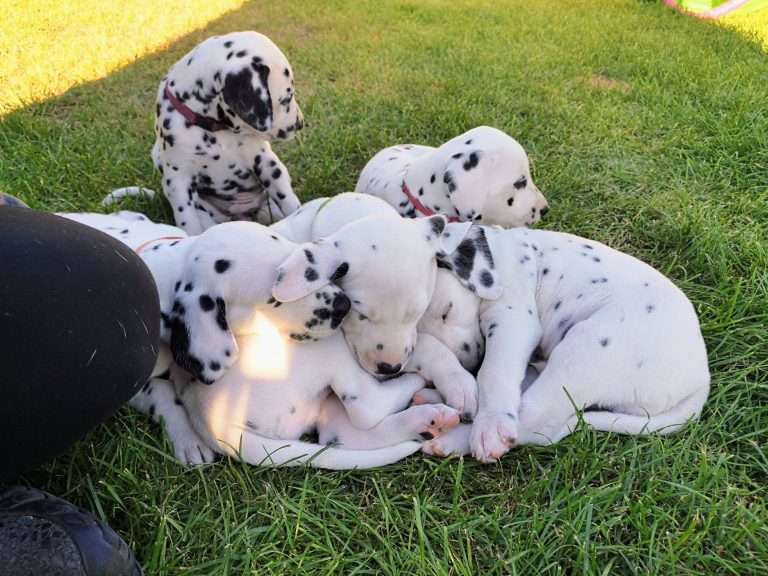 A-Wurf 36. Lebenstag (26)