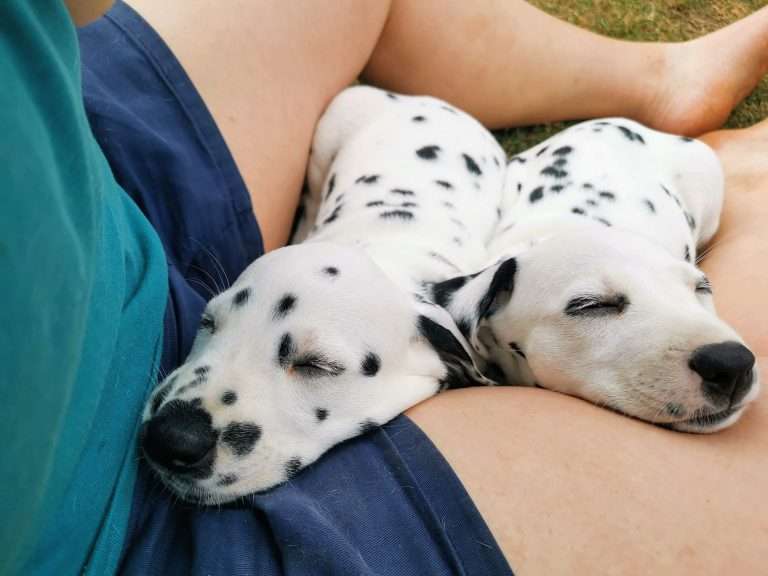 A-Wurf 44. Lebenstag (21)