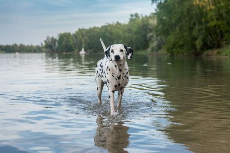 35. Trächtigkeitstag - B-Wurf - (3)